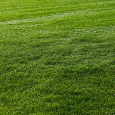 Lush green grass field