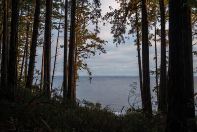 Trees Framing Ocean View