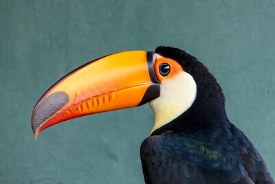 Toco Toucan with orange beak