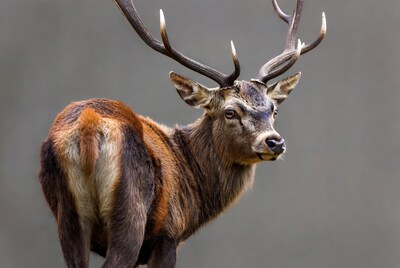 Red Deer Stag with Large Antlers