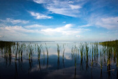 Reeds reflecting in calm lake water