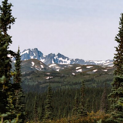 Snowy Mountains Framed by Pine Trees