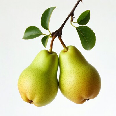 Two Green Pears on Branch