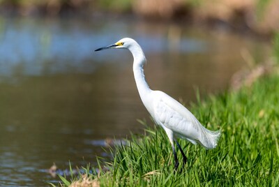 Snowy Egret standing by water