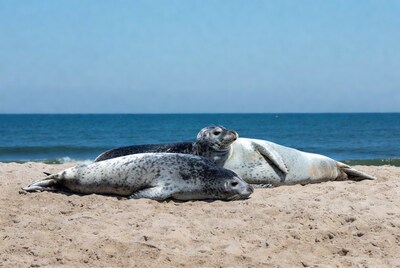 Harbor seals resting on beach