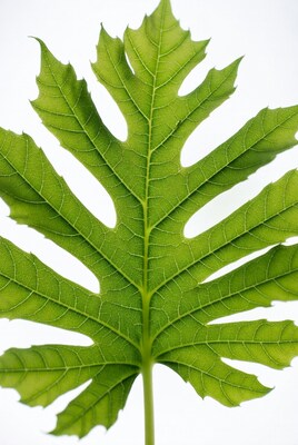 Green sycamore leaf isolated