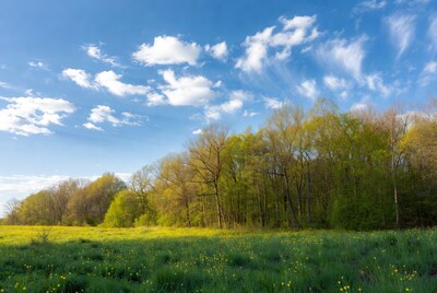 Yellow flower field with trees and blue sky