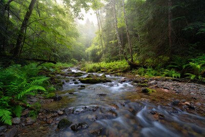 Forest Stream Flowing Through Mossy Rocks