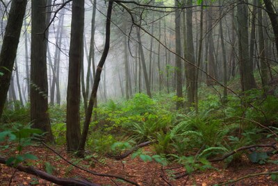 Misty Forest with Ferns and Tall Trees