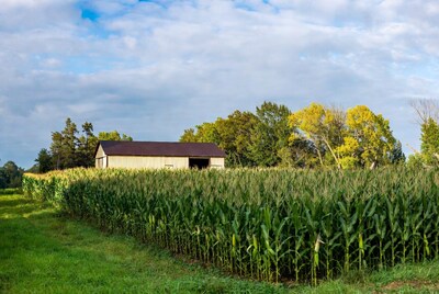 Barn by Corn Field
