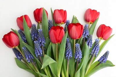 Red Tulips and Blue Hyacinths Bouquet