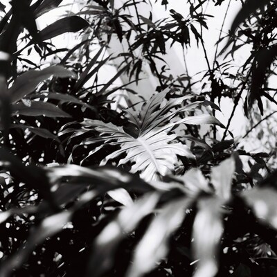 Black and White Monstera Leaf Closeup