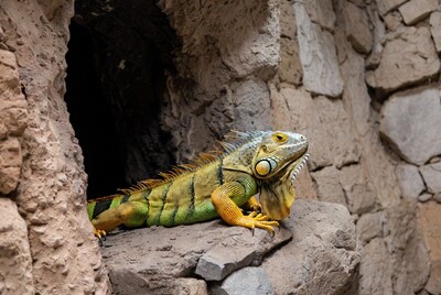 Green iguana emerging from rock cave