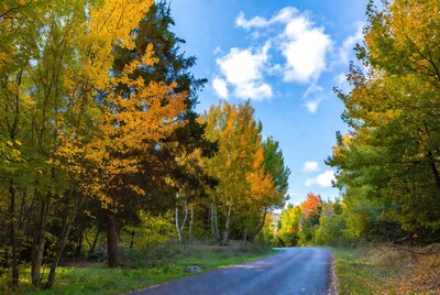 Autumn Forest Road with Yellow Trees