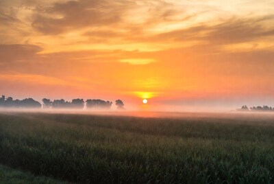 Sunrise over misty cornfield