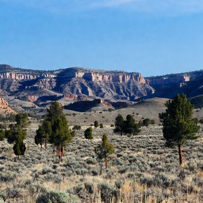 Red Rock Canyons with Pine Trees