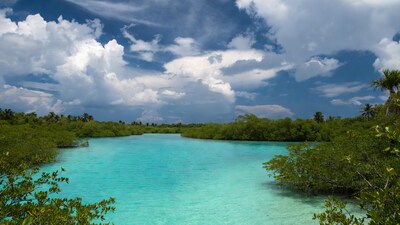 Turquoise Mangrove Lagoon with Palm Trees