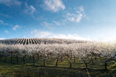Blossoming Almond Orchard on Hillside