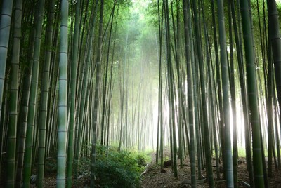 Sunlit Bamboo Forest Path