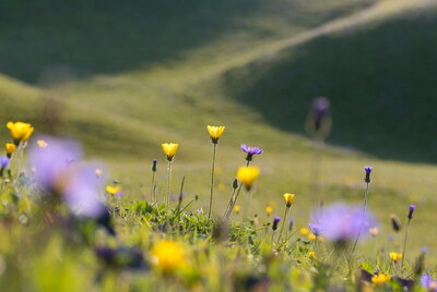 Yellow and Purple Flowers on Green Hillside