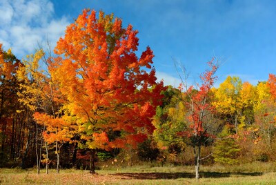 Vibrant Autumn Maple Trees in Field