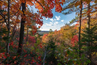 Autumn Forest with Vibrant Red Foliage