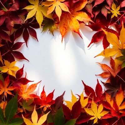 Autumn Maple Leaves Around White Space