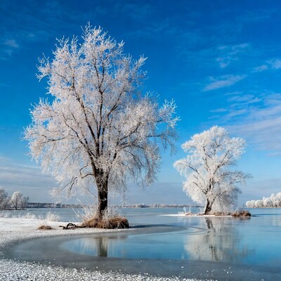 Frost-covered trees by frozen lake