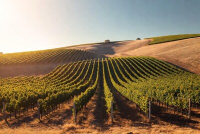Vineyard Rows at Sunset