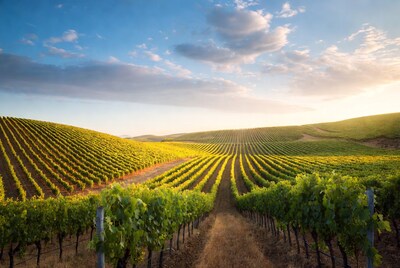 Vineyard Rows at Golden Hour