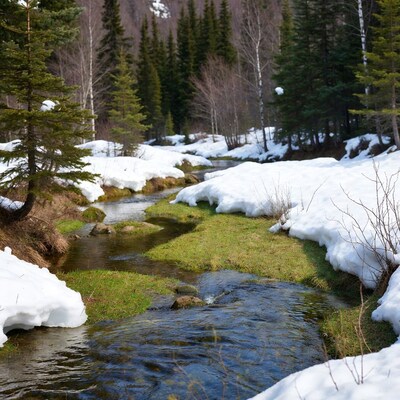 Snowy Stream in Forest