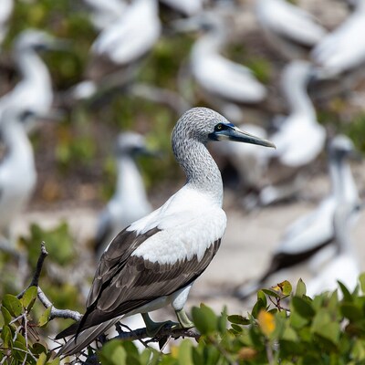 Nazca booby perched on branch