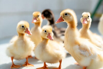 Group of Cute Baby Ducklings