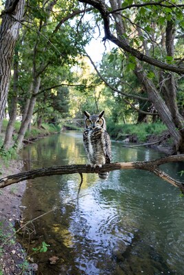 Great Horned Owl on branch over river