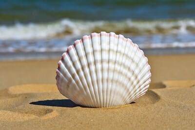 Scallop shell on beach sand