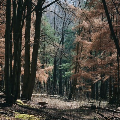 Autumn Forest with Tall Trees