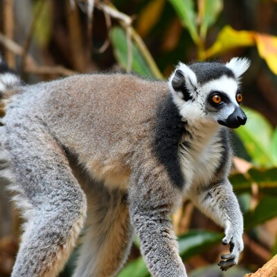 Ring-tailed lemur on branch