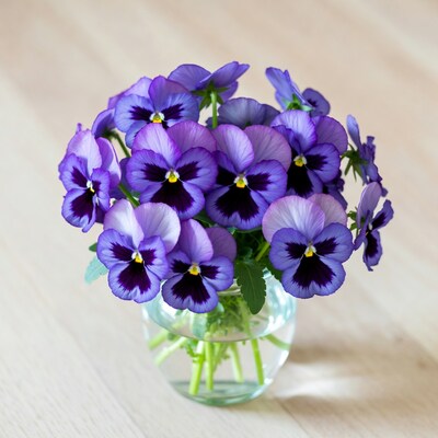 Purple Pansies in Glass Vase