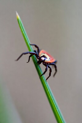 Red spider on green grass blade