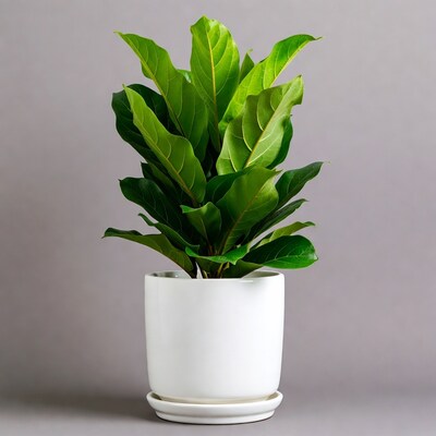 Fiddle Leaf Fig in White Pot
