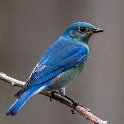 Mountain Bluebird on Branch