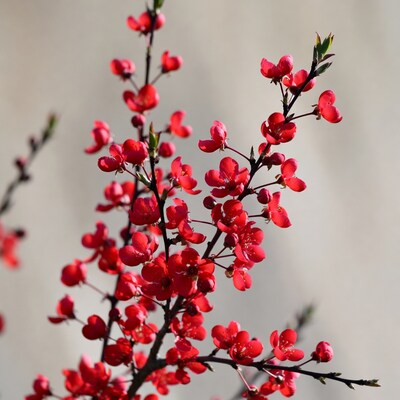 Red Japanese Flowering Quince Branch