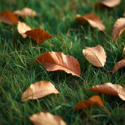 Fall Leaves on Green Grass