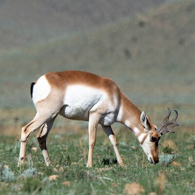 Pronghorn antelope grazing in grassland