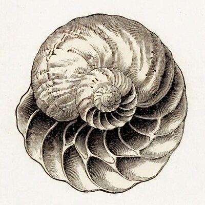 Vintage Engraving of Nautilus Shell
