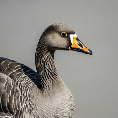 White-fronted Goose profile view