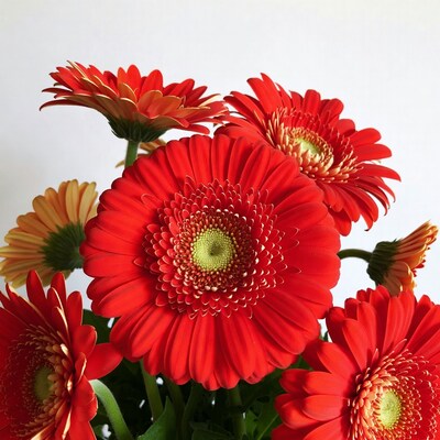 Red Gerbera Daisies Bouquet White Background