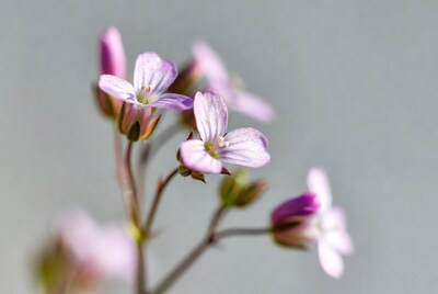 Cluster of pink chickweed flowers