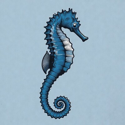 Blue Seahorse Illustration