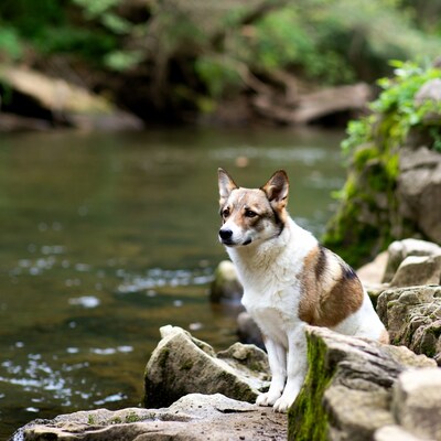 Finnish Lapphund sitting by forest stream